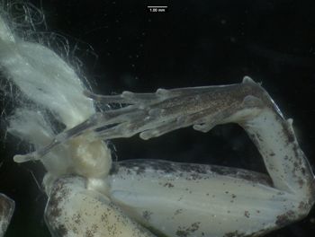 Media type: image;   Herpetology A-138084